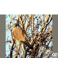 گونه دلیجه Common Kestrel